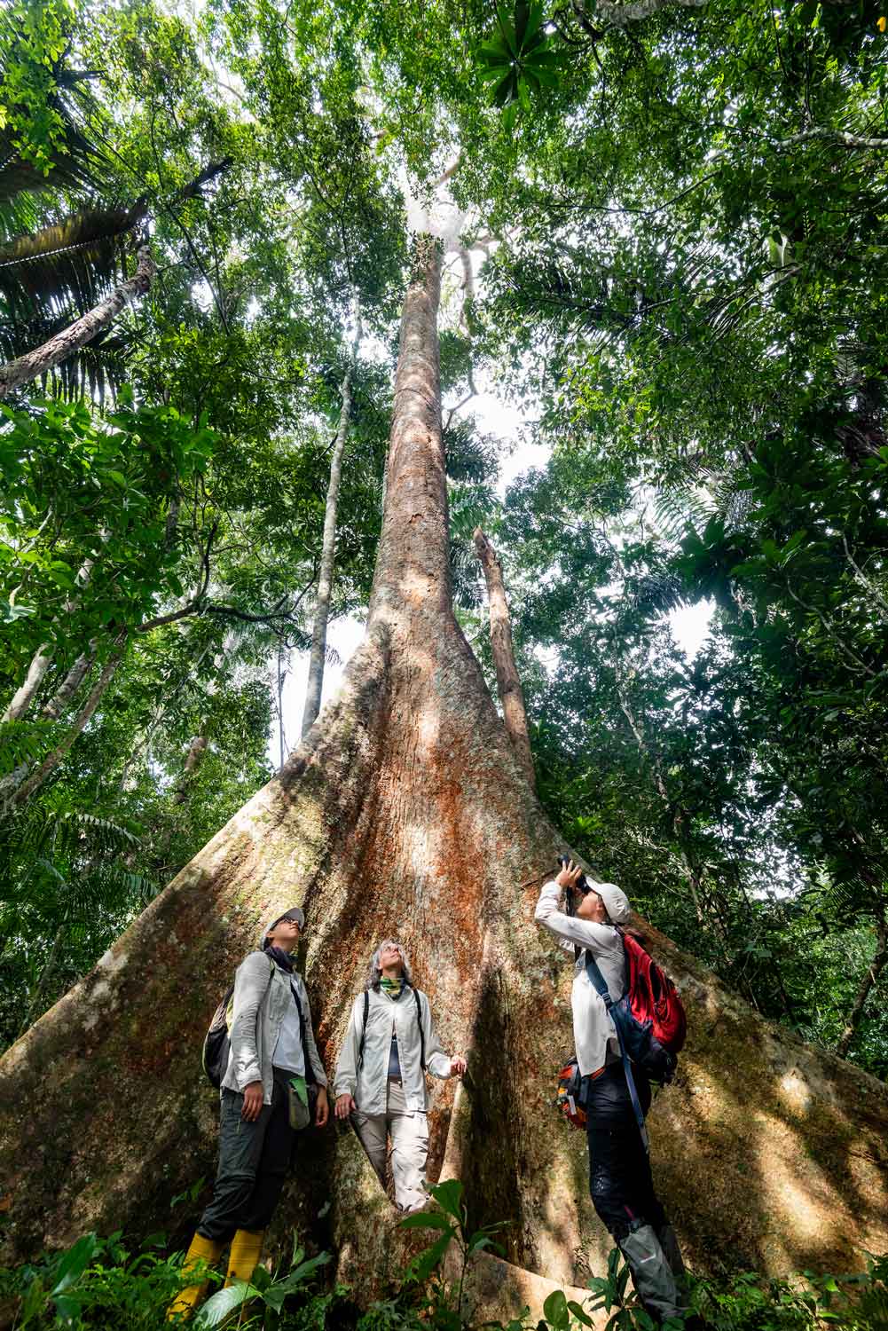 ARBIO-proteccion-de-Shihuahuaco